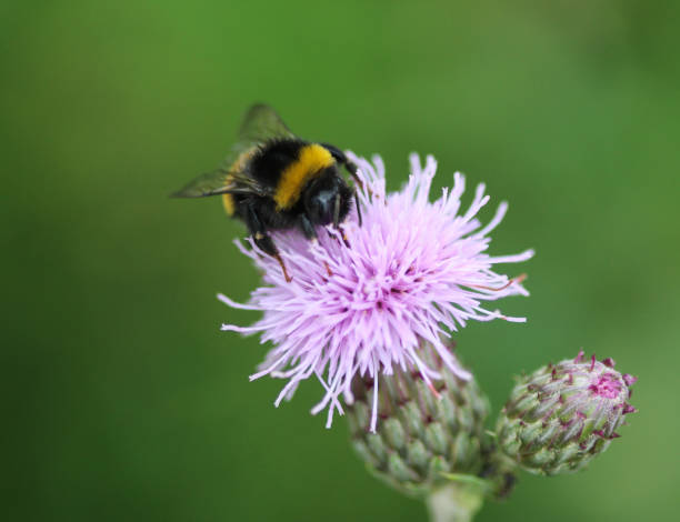 istock Bombus terrestris, the buff tailed bumblebee or large earth bumblebee, collecting nectar from creeping thistle flower 976849914