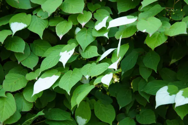 Actinidia kolomikta or variegated-leaf hardy kiwi green and white floliage background