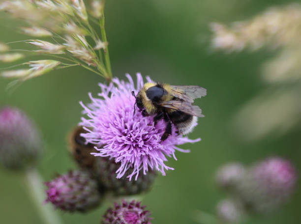 Bombus sylvarum, the shrill carder bee or knapweed carder bee, collecting nectar from flower stock photo