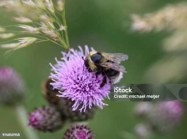 Bombus Sylvarum The Shrill Carder Bee Or Knapweed Carder Bee Collecting Nectar From Flower Stock Photo - Download Image Now