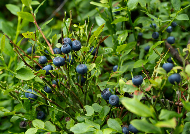 istock Ripe bilberry berries on a natural forest environment 976851156