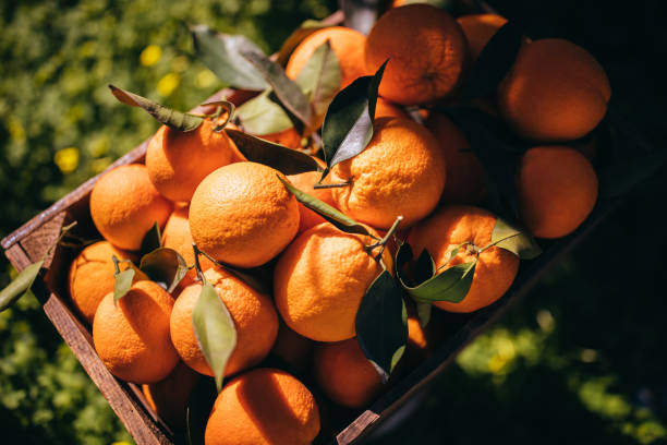 Wooden basket full of ripe oranges in orange grove stock photo