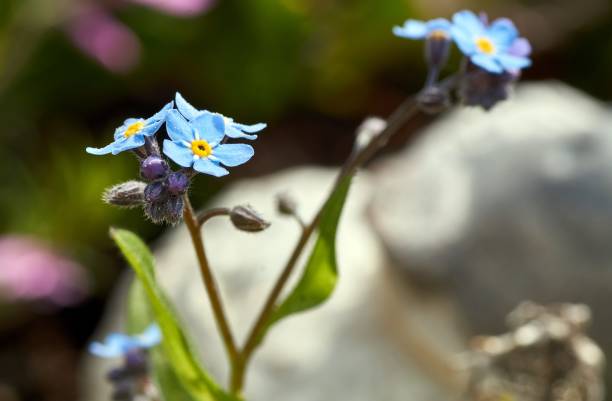 istock forget-me-not (myosotis) in the garden. 976854246