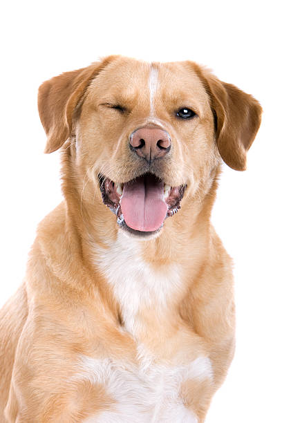 golden retriever winking  winking stock pictures, royalty-free photos & images