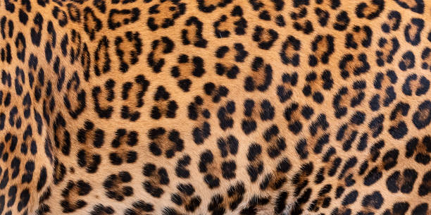 istock Detail skin of leopard. 976858932