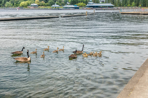 istock Young Geese Paddling With Moms 7 976858942