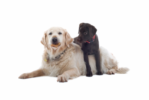 golden retriever and a chocolate Labrador pup isolated on a white background