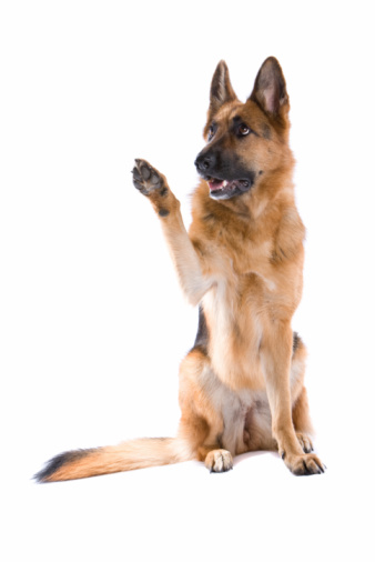 Police dog with official collar