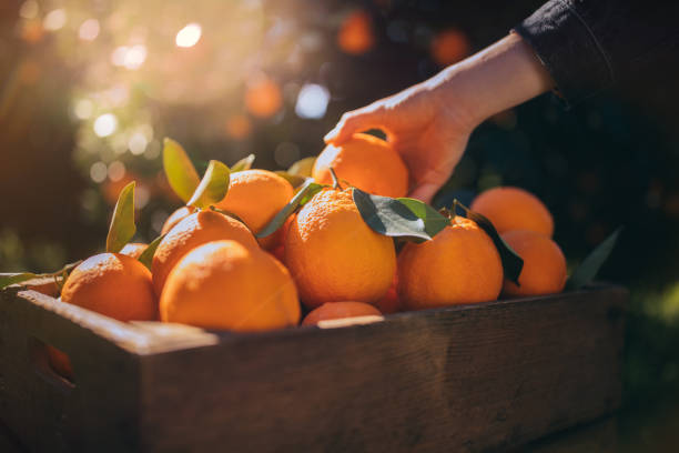 Farmer taking fresh orange from wooden box in orange orchard Close-up of farmer's hand taking fresh orange from wooden basket with ripe harvest in grove orange fruit stock pictures, royalty-free photos & images