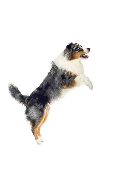 Australian Shepard which is tri-color jumping in air tri-color Australian Shepherd isolated on a white background australian shepherd stock pictures, royalty-free photos & images