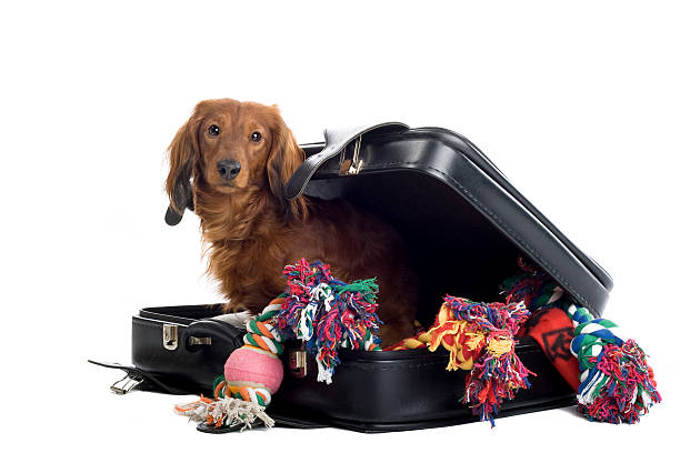 perro tejonero en una maleta - pet toy dachshund dog toy fotografías e imágenes de stock