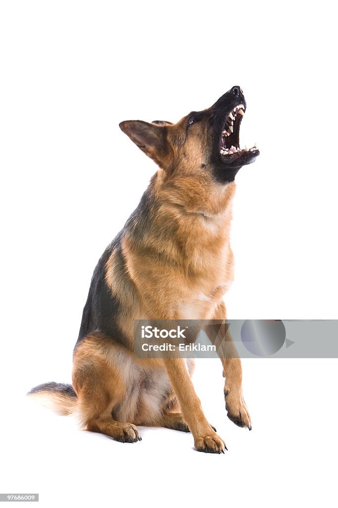 Немецкая овчарка собаки - Стоковые фото Лай животных роялти-фри