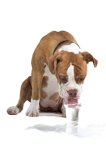 Renascence Bulldog dog isolated on white