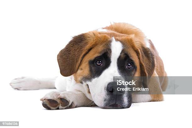 Dog Saint Bernard Isolated On A White Background Stock Photo - Download Image Now - Saint Bernard, White Background, Animal