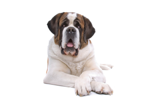 Perro san bernardo aislado sobre un fondo blanco photo