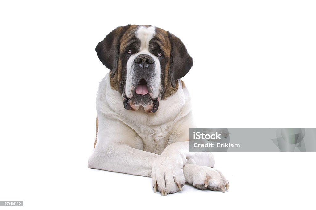 Large Saint Bernard dog laying down on a white background Dog  Saint Bernard isolated on a white background Saint Bernard Stock Photo