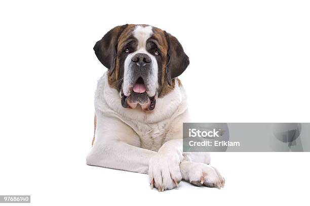 Large Saint Bernard Dog Laying Down On A White Background Stock Photo - Download Image Now