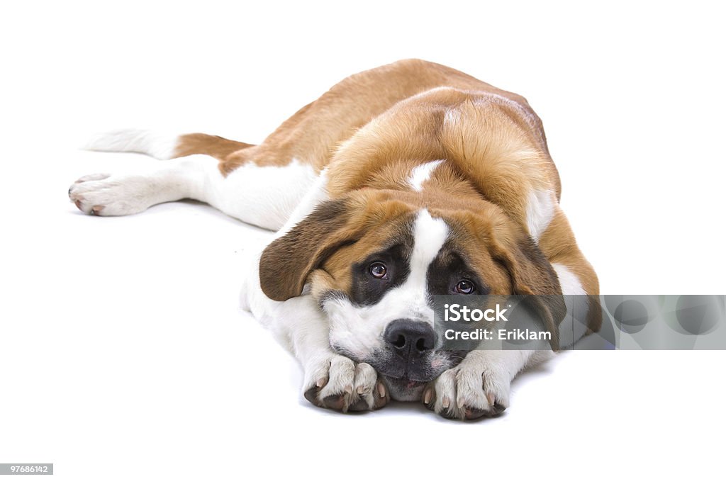 Cão Saint Bernard isolado sobre um fundo branco - Royalty-free Cão Foto de stock