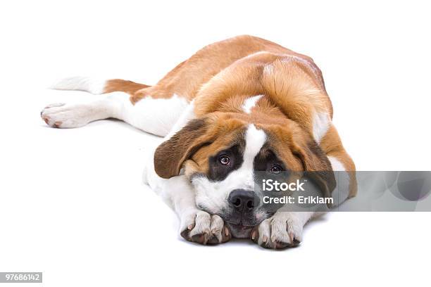 Cão Saint Bernard Isolado Sobre Um Fundo Branco - Fotografias de stock e mais imagens de Cão - Cão, De Bruços, São Bernardo