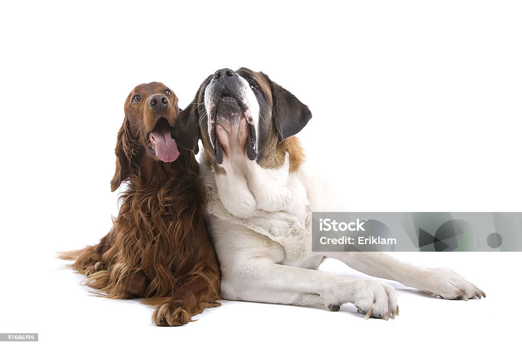 セイントベルナルトとアイリッシュセッター犬 - セントバーナードのロイヤリティフリーストックフォト