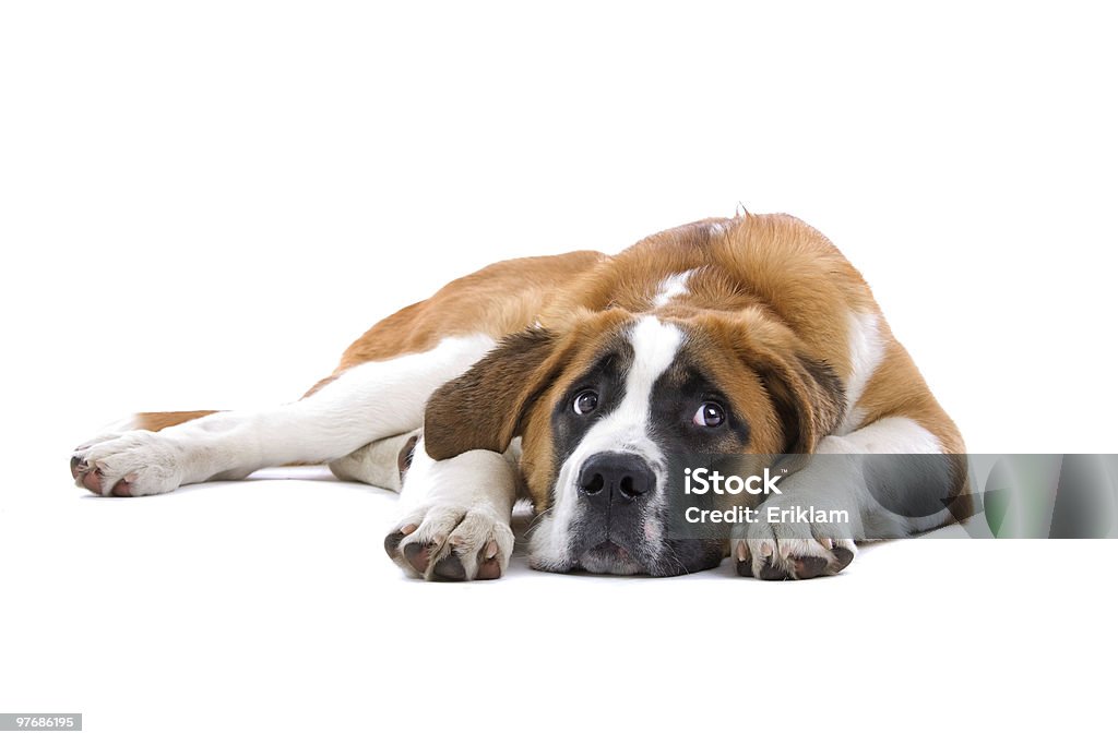 Sankt Bernhard Hund - Lizenzfrei Hund Stock-Foto