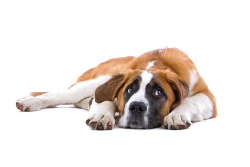 Sad dog lying down and looking up against white background