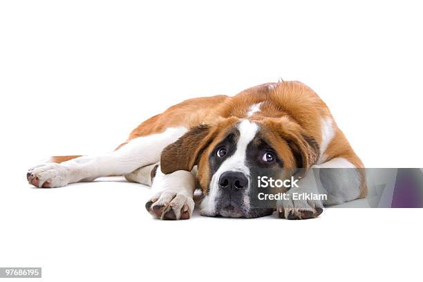 São Bernardo Cachorro - Fotografias de stock e mais imagens de Cão - Cão, Preocupado, Fundo Branco