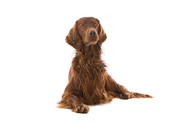 Irish Setter dog  irish setter stock pictures, royalty-free photos & images