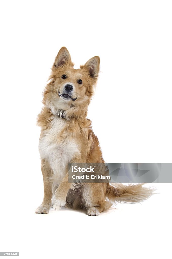 Cane di razza mista - Foto stock royalty-free di Animale da compagnia
