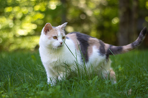 Beautiful calico cat exploring in tall grass