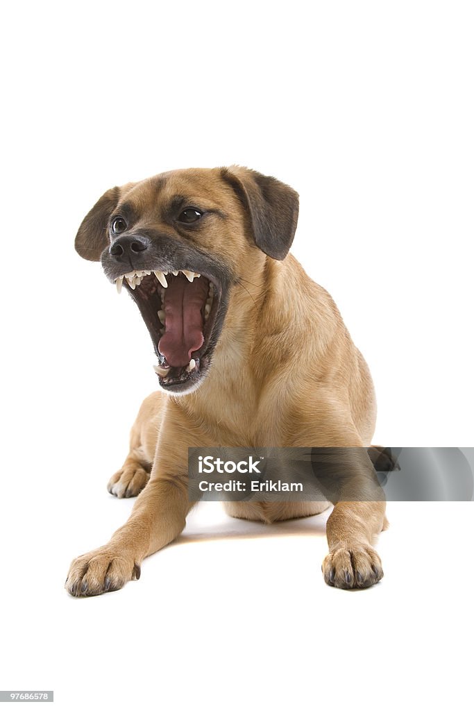 Cane di razza mista barking - Foto stock royalty-free di Cane