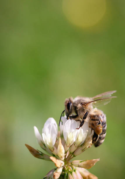 istock Honey Bee collecting nectar on flower 976871278