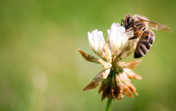 istock Honey Bee collecting nectar on flower 976871412