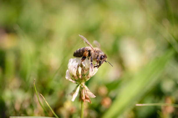 istock Honey Bee collecting nectar on flower 976871492