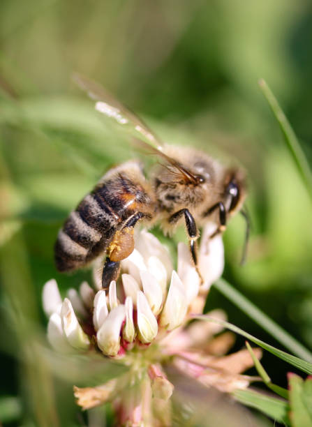 istock Honey Bee collecting nectar on flower 976871526