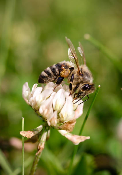 istock Honey Bee collecting nectar on flower 976871654