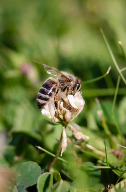 istock Honey Bee collecting nectar on flower 976871694