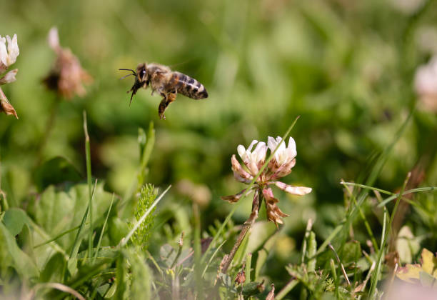 istock Honey Bee collecting nectar on flower 976871858