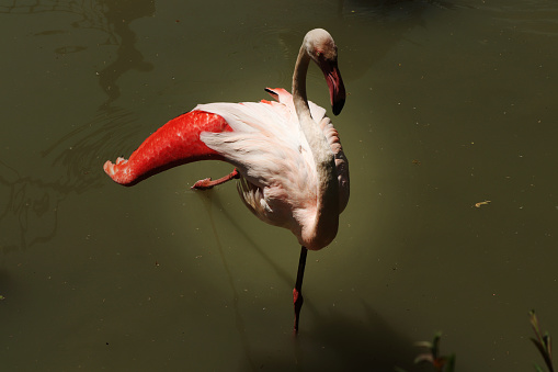 A Greater flamingo in water trying do some special position for us
