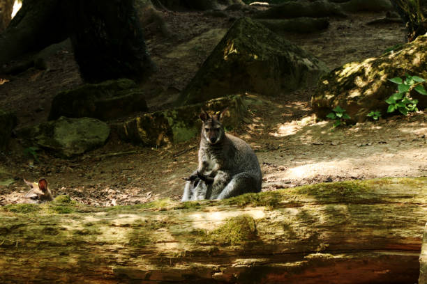A kangaroo sitting on the bottom and looking and say me what is your problem?