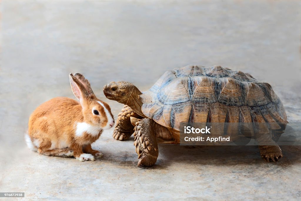 rabbit and turtle. Rabbit and turtle are discussing the competition. Tortoise Stock Photo