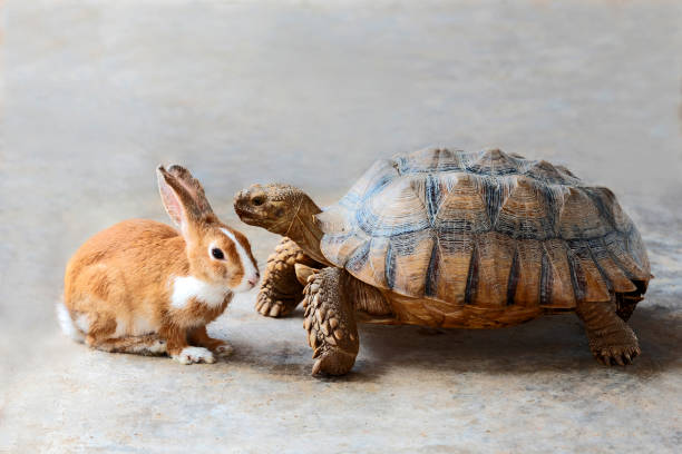 rabbit and turtle. - the hare and the tortoise imagens e fotografias de stock