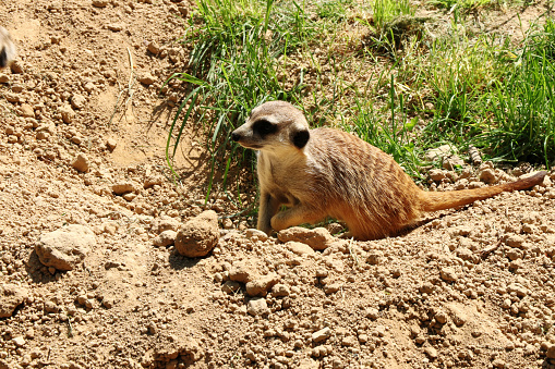 A small meerkat waiting for your friend for some fun