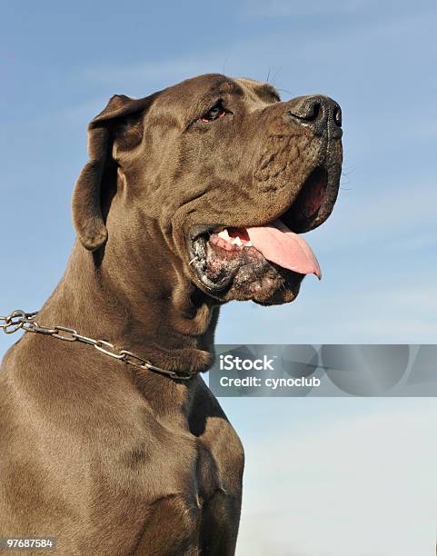 Great Dane Stock Photo - Download Image Now - Animal, Animal Tongue, Blue