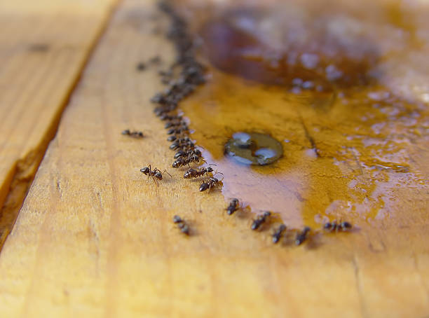 zakłady makro - anthill macro ant food zdjęcia i obrazy z banku zdjęć