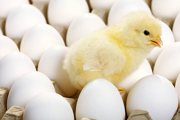 istock Baby chicken and white eggs 97687754