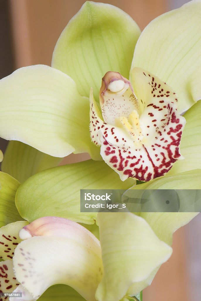 Orchid - Photo de Capitule libre de droits