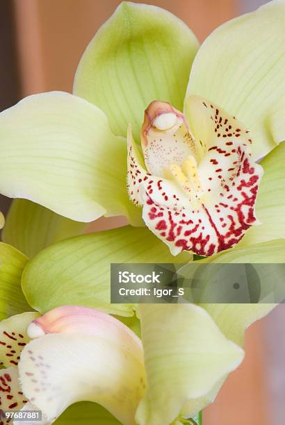 Foto de Orchid e mais fotos de stock de Amarelo - Amarelo, Cabeça da flor, Cymbidium