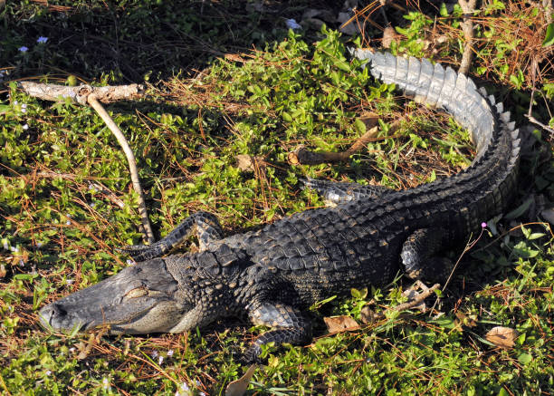 istock The American Alligator 976882198