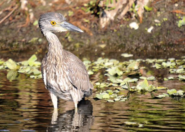 istock Yellow Crown Night Heron 976882266